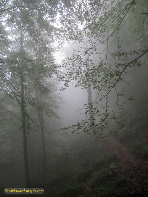 جنگل پیمایی جنگل پیمایی