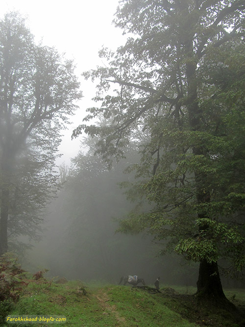 جنگل پیمایی