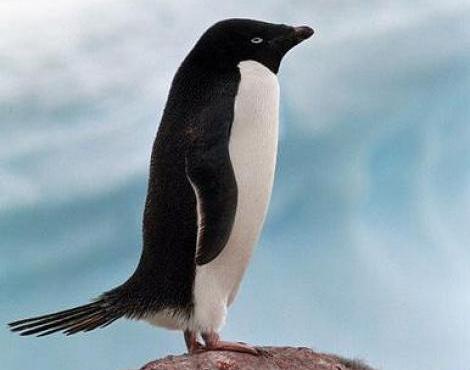 http://s6.picofile.com/file/8214935526/adelie_penguin3.jpg
