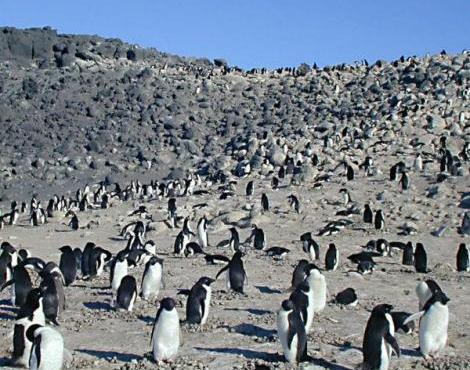 http://s6.picofile.com/file/8214935576/adelie_penguin5.jpg