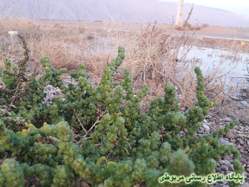 http://s6.picofile.com/file/8222063542/baran_19_aban_94_kahneh_4_.jpg