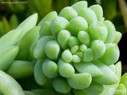 گیاه ساکولنت چیست و چه ویژگی هایی دارد ؟