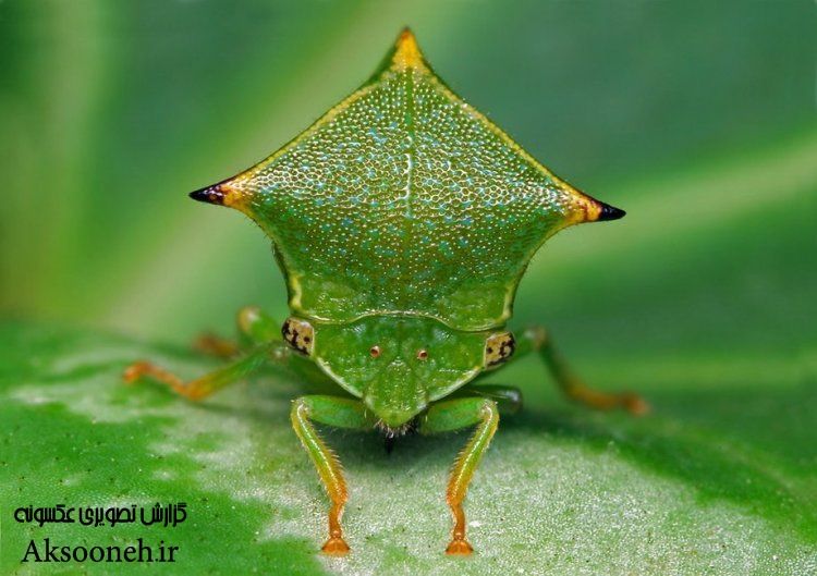 عکس های عجیب از نمای نزدیک حشرات