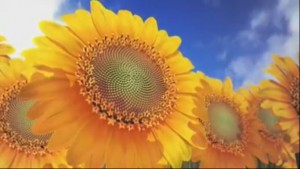 naturebynumber mathkhooneh.ir