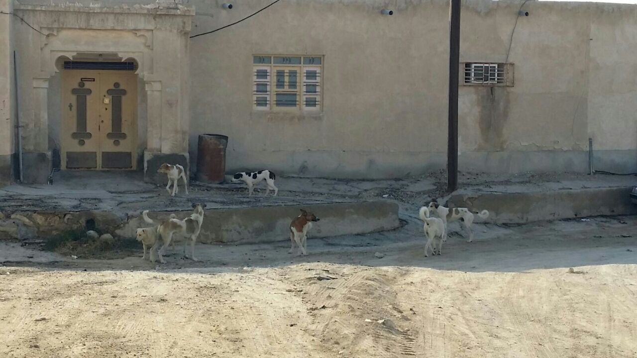 سگ های ولگرد و شهروندآزاری در جناح+عکس