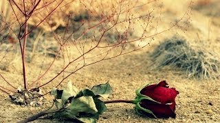 گل مغرور
