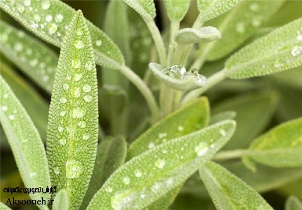 عکس های زیبا از گیاهان دارویی به همراه خواص آنها
