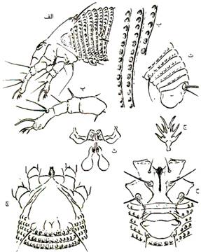 Eriophyes brachytarsus (www.sarafraz-hezarmasjed.ir )