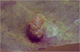 Eriophyes brachytarsus (www.sarafraz-hezarmasjed.ir )