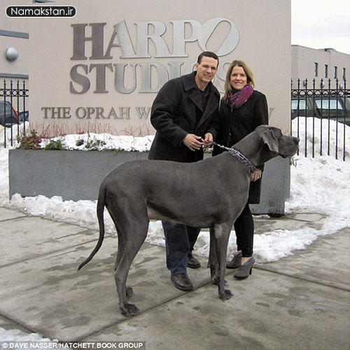 http://s6.picofile.com/file/8232639818/the_worlds_largest_dog_photos_namakstan_ir_1.jpg