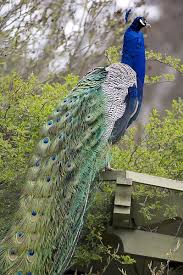 دانلود پاورپوینت بررسی گونه های مختلف طاووس
