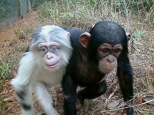 دانلود پاورپوینت بررسی میمون از نطر نژاد تغذیه و طبقه بندی علمی