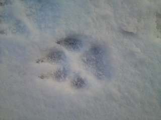 رد پای گرگ در برف