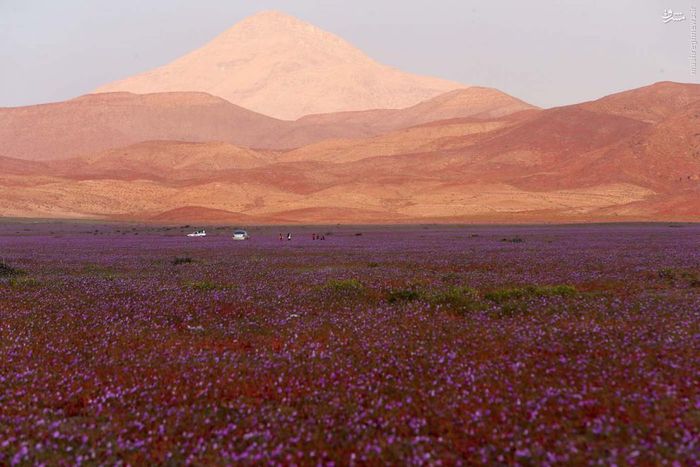 عکس خنده دار عکس های جالب