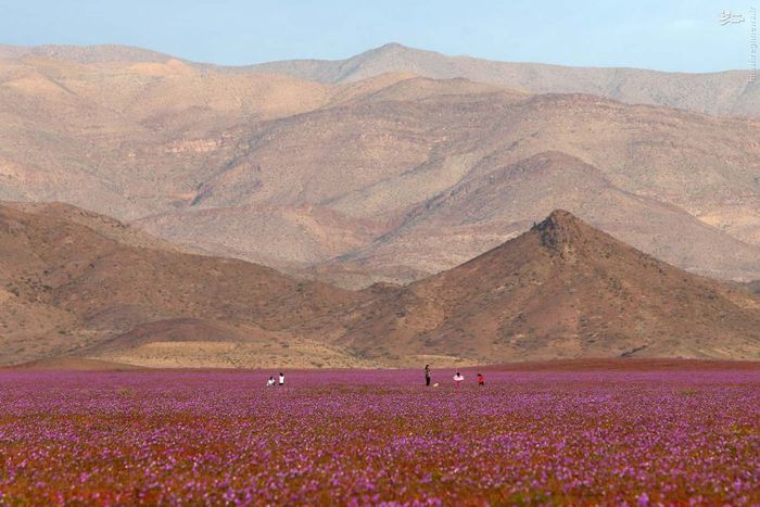 عکس خنده دار عکس جالب