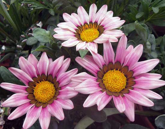 گازانیا Gazania