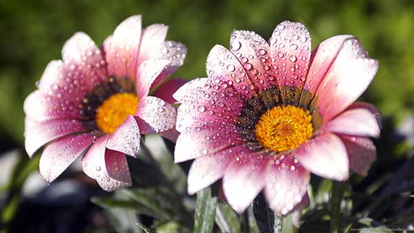 گازانیا Gazania