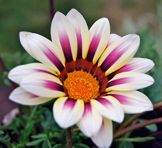 گازانیا Gazania