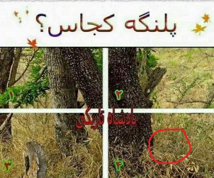 پاسخ به:پلنگ کجاست؟؟؟
