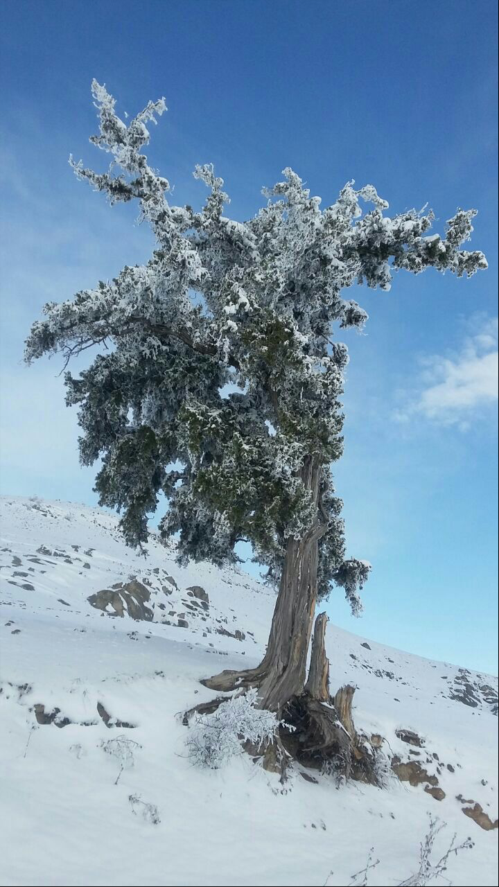 علملر