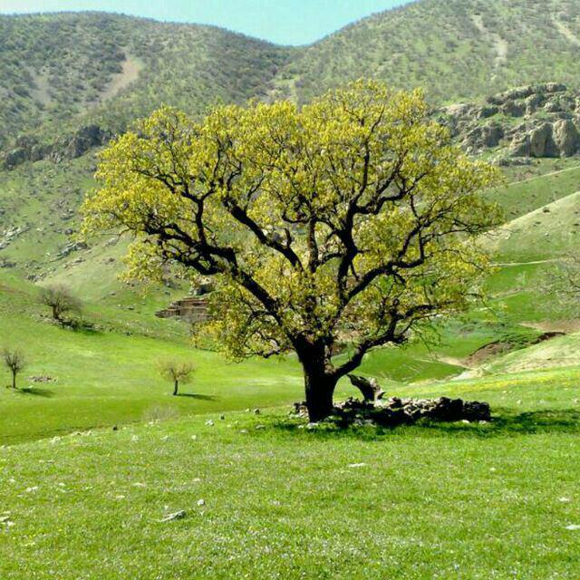 طبیعت روستای کانی ساتیار جوانرود.کرمانشاه