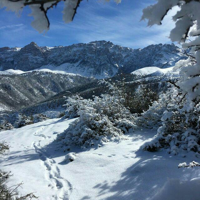 برنت سوادکوه