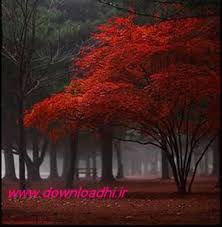 [تصویر:  images_20_.jpg]