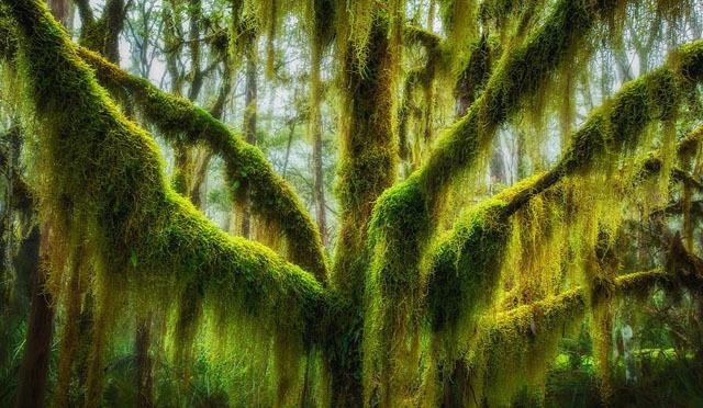 عکاسی در جنگا را یاد بگیرید + آموزش