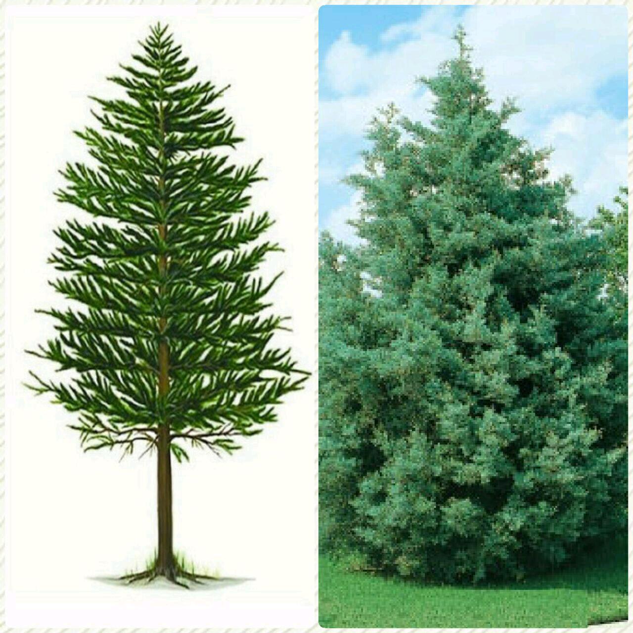 هیولاهایی که در روز درخت‌کاری، به جنگ تنوع زیستی می‌روند