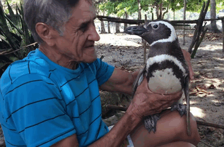 پنگوئنی که ۸۰۰۰کیلومتر برای دیدن مردی که جانش را نجات داده شنا میکند
