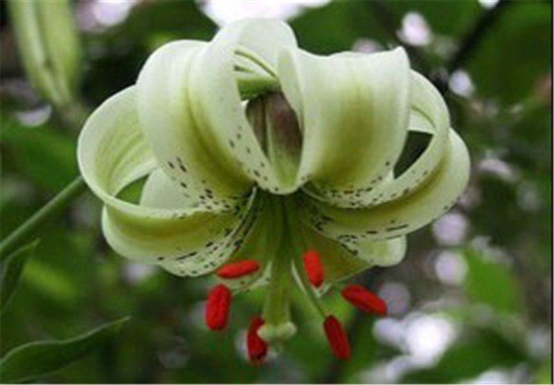 http://s6.picofile.com/file/8242911742/%D8%B3%D9%88%D8%B3%D9%86.jpg