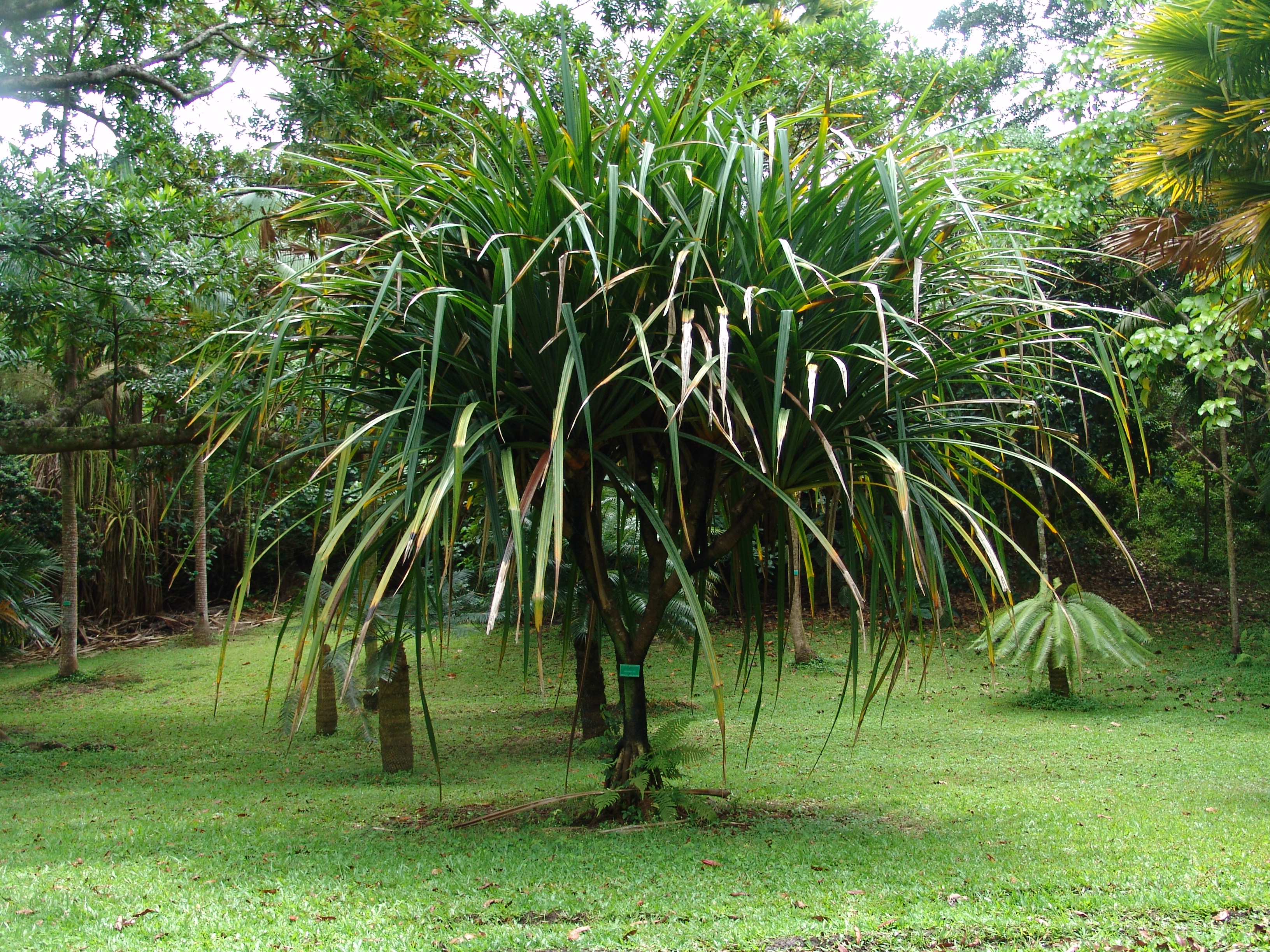 درخت هالا یا برگ خنجری یا آکگاک Akgak or Pandanus tectorius