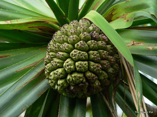 Hala Fruit and Tree