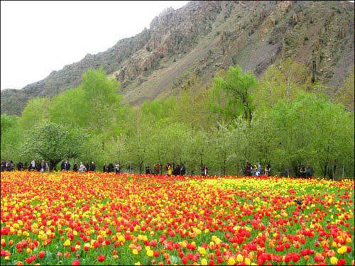  باغ لاله های گچسر- روستای گچسر- استان البرز