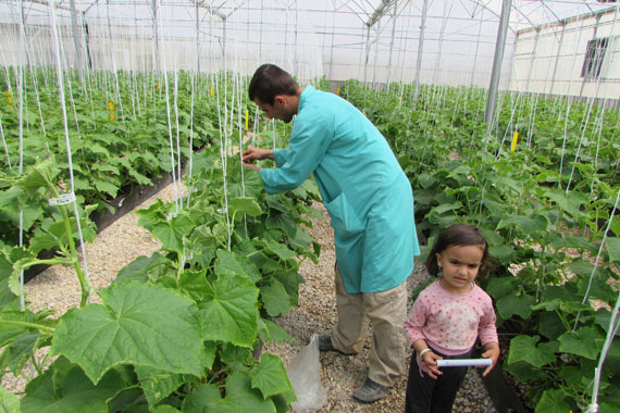 بزرگترین گلخانه هیدروپونیک شهرستان گرمه به روایت تصویر