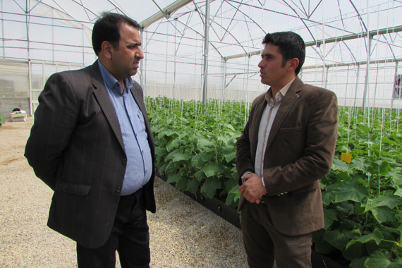 بزرگترین گلخانه هیدروپونیک شهرستان گرمه به روایت تصویر