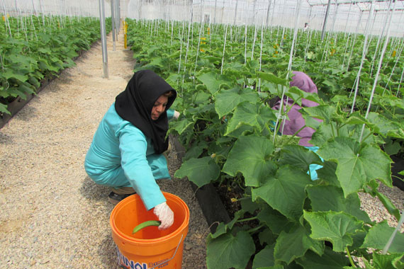 بزرگترین گلخانه هیدروپونیک شهرستان گرمه به روایت تصویر