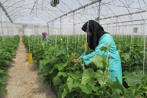 بزرگترین گلخانه هیدروپونیک شهرستان گرمه به روایت تصویر