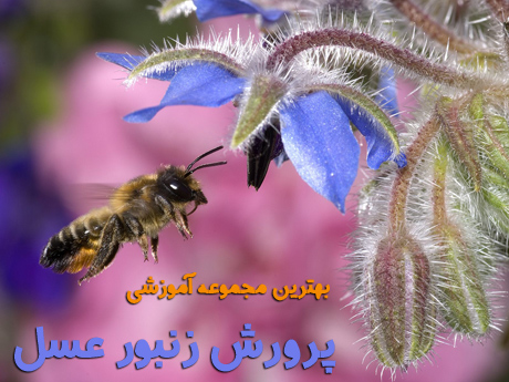 پرورش زنبور عسل