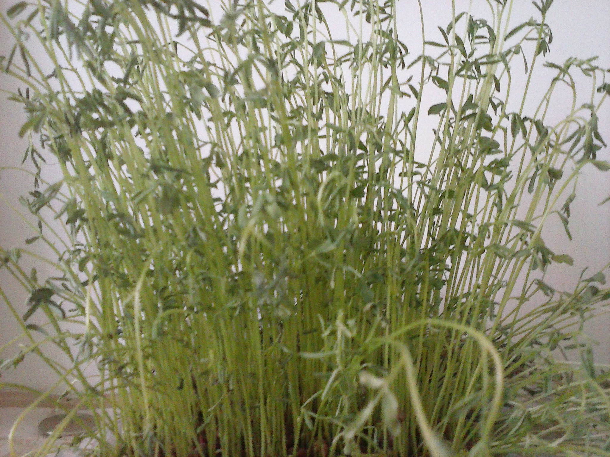 پاسخ به:سبزه های نوروزی