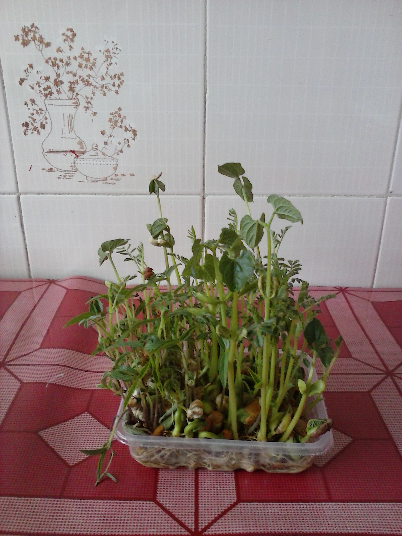 پاسخ به:سبزه های نوروزی