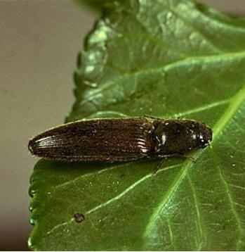 کرم مفتولی ریشه (Click beetle) Agriotes lineatus