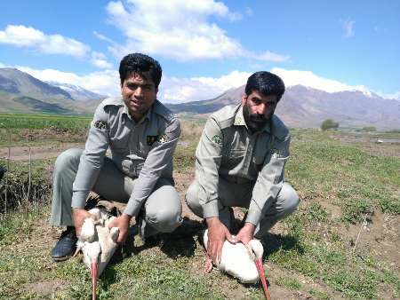 رضا نیک پیام, ایمنی برق , حادثه