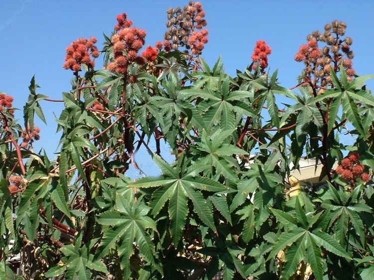 گیاه کامل کرچک به همراه گل و میوه