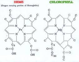 شباهت ساختار گروه هم و کلروفیل