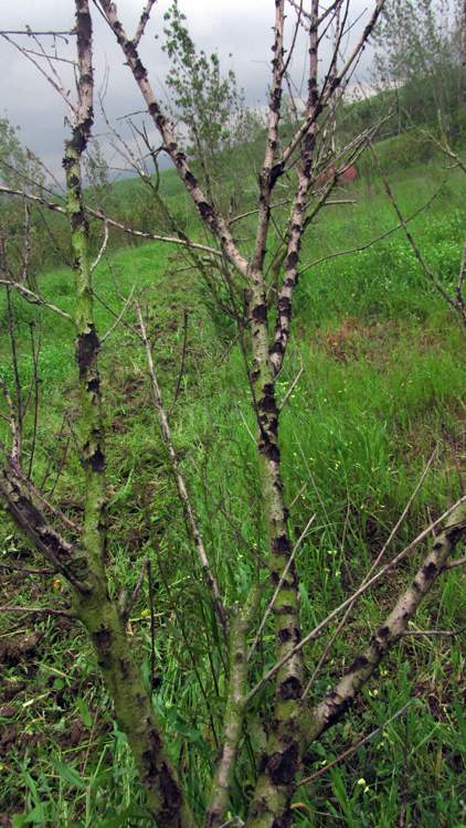 9_30_.JPG (422×750)