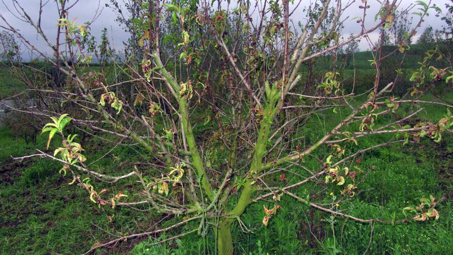 9_37_.JPG (900×506)