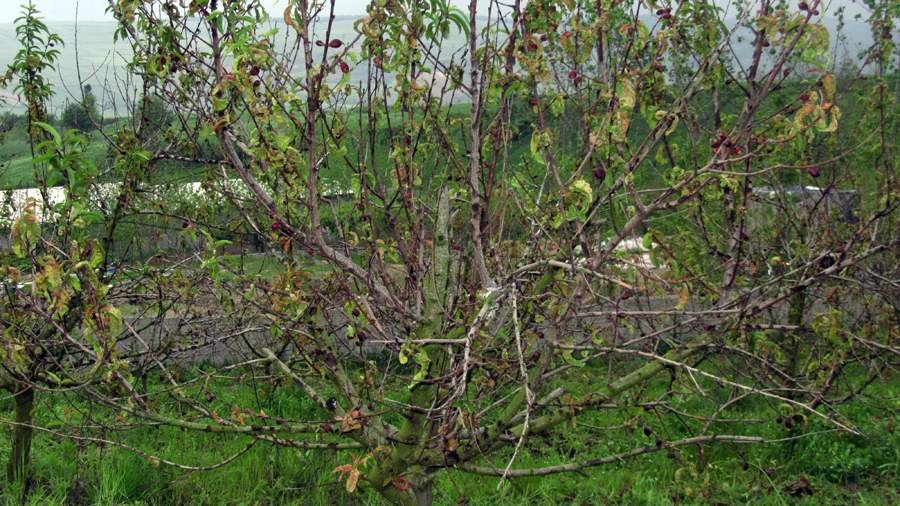 9_39_.JPG (900×506)