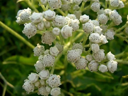 گنه گنه