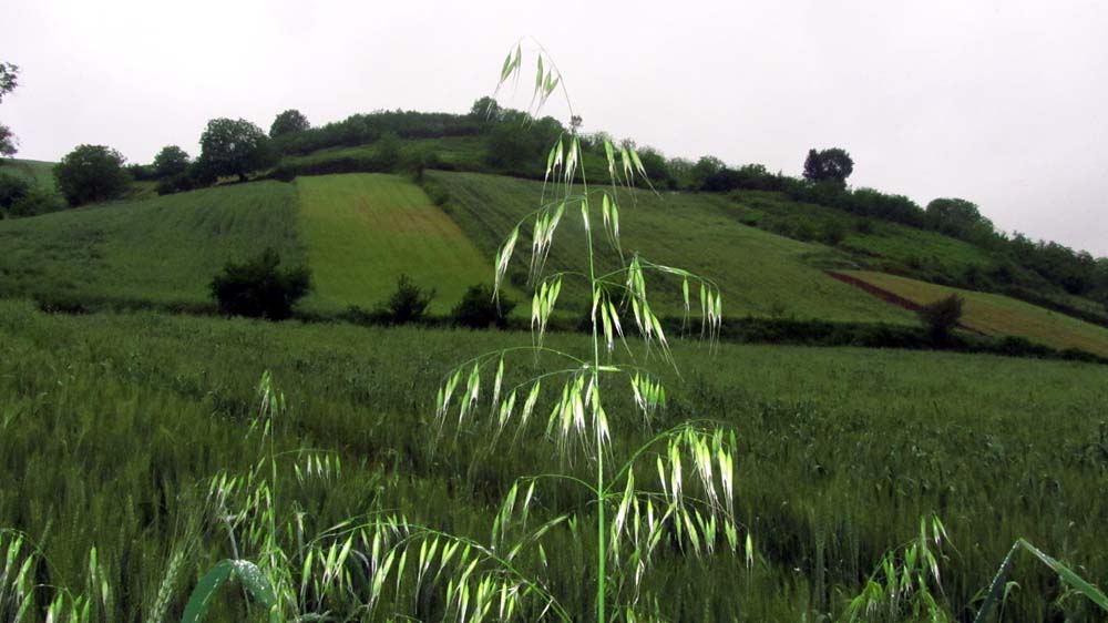 IMG_4323.JPG (1000×562)